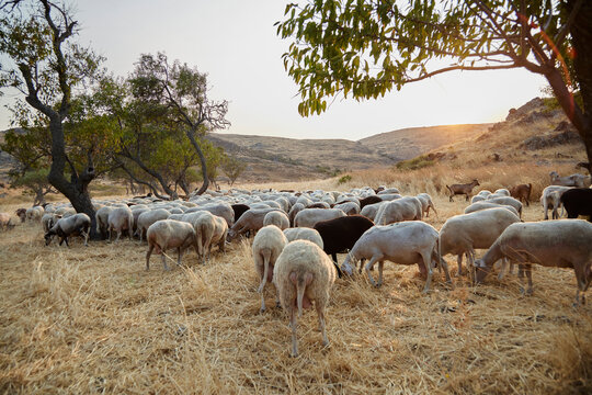 Sheep and goats in a herd on a dry meadow. Limnos. Greece, Europe 