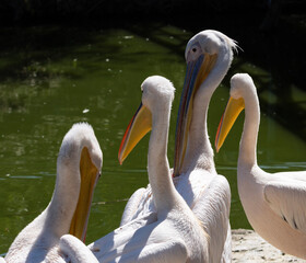 A squadron of pelicans, with their prehistoric grace, commands attention as they glide effortlessly in a synchronized ballet above the water. 