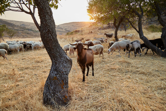 Sheep and goats in a herd on a dry meadow. Limnos. Greece, Europe 