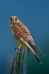 Turmfalke - Falke - Kestrel
