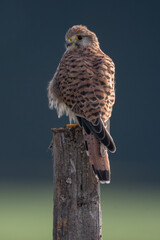 Turmfalke - Falke - Kestrel