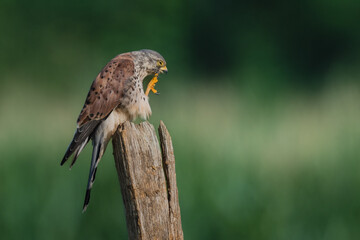 Turmfalke - Falke - Kestrel