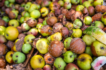 Huge pile of rotten apples in the compost box close up shot.