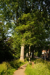 A picture clicked in The Netherlands