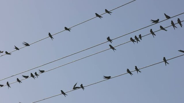 Birds sitting on wires migrate to warm countries. Migratory birds rest on wires Slow motion, 4K