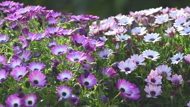 Osteospermum flowers, South African daisy or Cape colorful daisy flower blooming outdoors. Flower bed of beautiful pink and white cape marguerite, Dimorphotheca flowers, landscape design, garden. 
