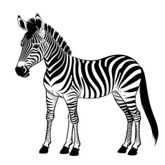 Fototapeta na wymiar A vector of a cute Zebra in black and white coloring transparent white background PNG