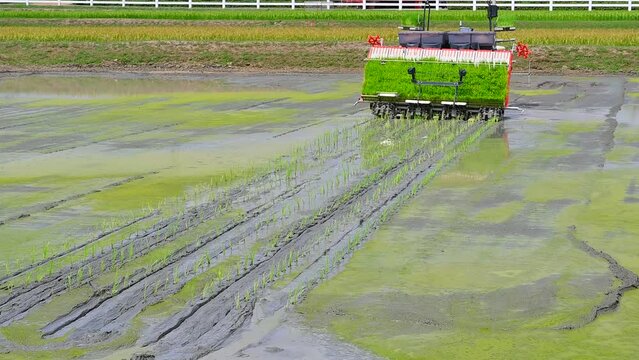 Automatic rice planting machine for planting rice, Rice Transplanter fitted to transplant rice seedlings onto paddy field.