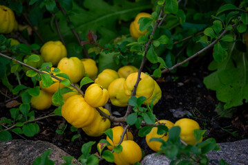 Yellow fruits of quince ripen on a branch