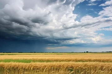 Fotobehang Summer rain falls heavily on a village as a gray cloud moves above a wheat filled agricultural field © The Big L