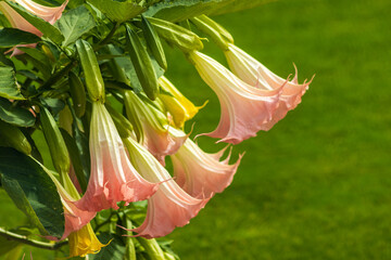 Datura flowers ordinary close-up. Pink trumpet flowers. Flowering Datura tree plant, Angel's...
