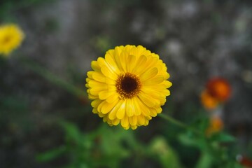 yellow flowers in the garden