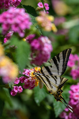 Iberian Scarce Swallowtail (Iphiclides feisthamelii) feeding from Lantana