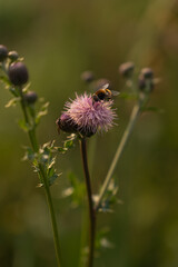 pink californian thistle blossoms in a rural meadow