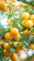 bright yellow cherry plums fruits high grain photo