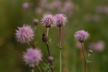pink californian thistle blossoms in a rural meadow