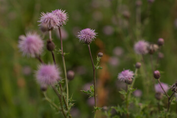 pink californian thistle blossoms in a rural meadow