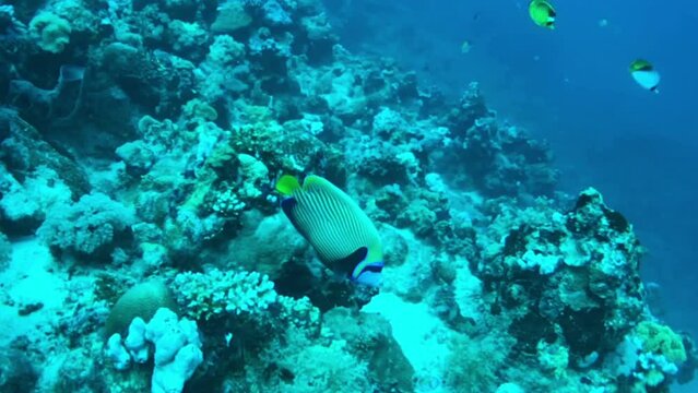 Emperor angelfish in the reef