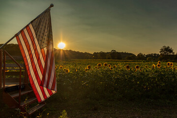 Field of Sunflowers as the sun sets on a late summer afternoon