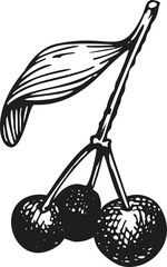 Hand Drawn Christmas Plant Branch Illustration