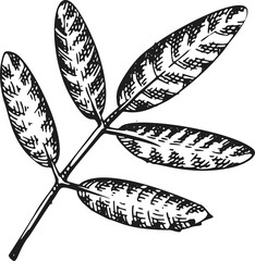 Hand Drawn Christmas Plant Branch Illustration