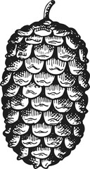 Hand Drawn Pine Cone Illustration