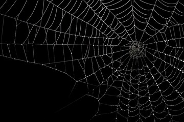 Black background with cobweb spider s web overlay for Halloween designs