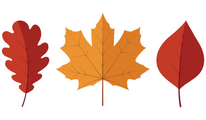 Autumn vector oak and maple leaves banner. Season illustration