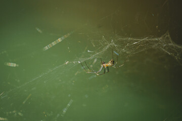 spider on a web on a green background