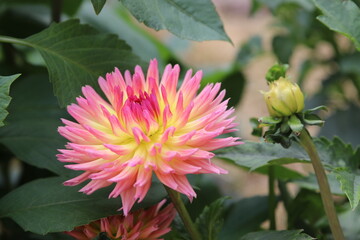 Fleur de dahlia rose