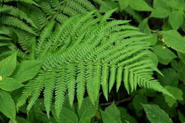 Close up of green farn plant growing in the forest