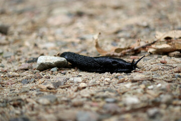 Close up of a black slug Arion ater crawling on the ground