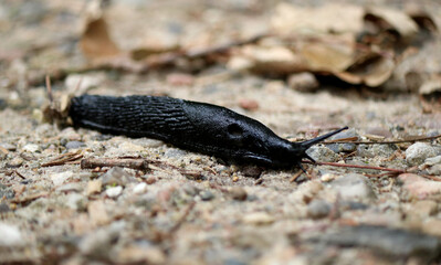 Close up of a black slug Arion ater crawling on the ground