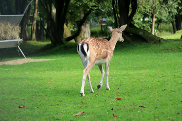 Young wild deer in a park reserve, eating green grass