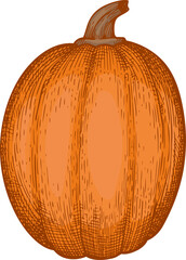 Hand Drawn Pumpkin Illustration