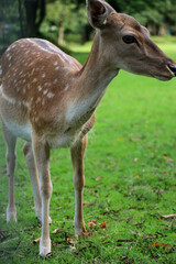 Young wild deer in a park reserve, eating green grass