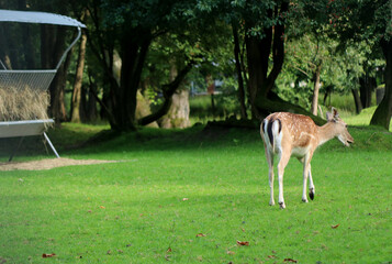 Young wild deer in a park reserve walking on green grass