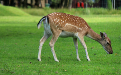 Naklejka na ściany i meble Young wild deer in a park reserve, eating fresh carrots