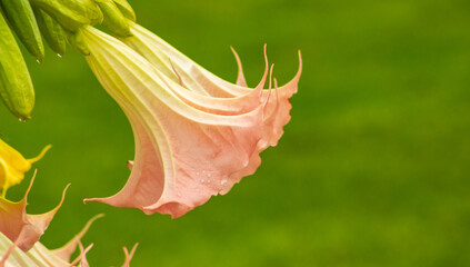 Datura flowers ordinary close-up. Pink trumpet flowers. Flowering Datura tree plant, Angel's...