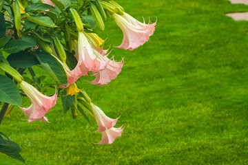 Datura flowers ordinary close-up. Pink trumpet flowers. Flowering Datura tree plant, Angel's Trumpets , Moonflower - 643013332