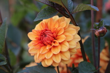 Fleur de dahlia macro couleur orange