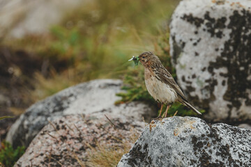 a brown bird with green caterpillars in its beak is sitting on a rock