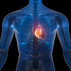 Human Heart, medical concept