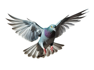 Flying pigeon isolated on transparent or white background, png - obrazy, fototapety, plakaty