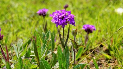 Flowers of Verbena rigida also known as Veined, Wild, Stiff, Stiff, Coarse, Sandpaper verbena, Slender, Tuberous, Tuber vervain, rigida Spreng etc