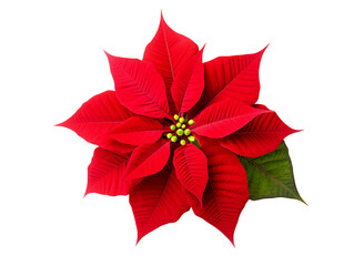 Christmas Poinsettia flower isolated on transparent or white background, png