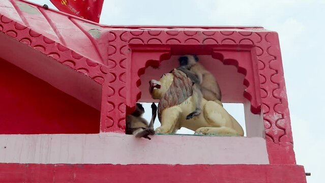 leaf monkeys sitting at holy goddess tiger statue at temple entrance gate