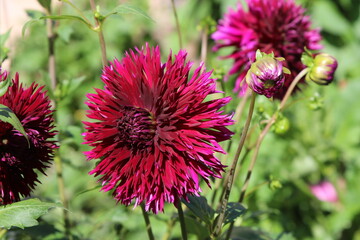 Fleur de dahlias mauve gros plan
