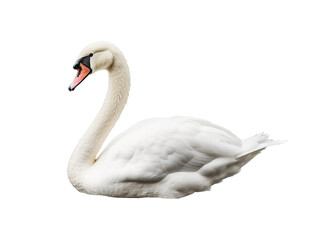White swan isolated on transparent or white background, png