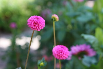 Obraz premium Dahlias roses gros plan